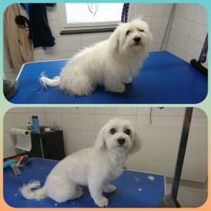 weisremer-hundesalon