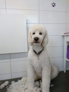 weisremer-hundesalon