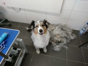 weisremer-hundesalon