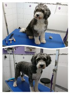 weisremer-hundesalon