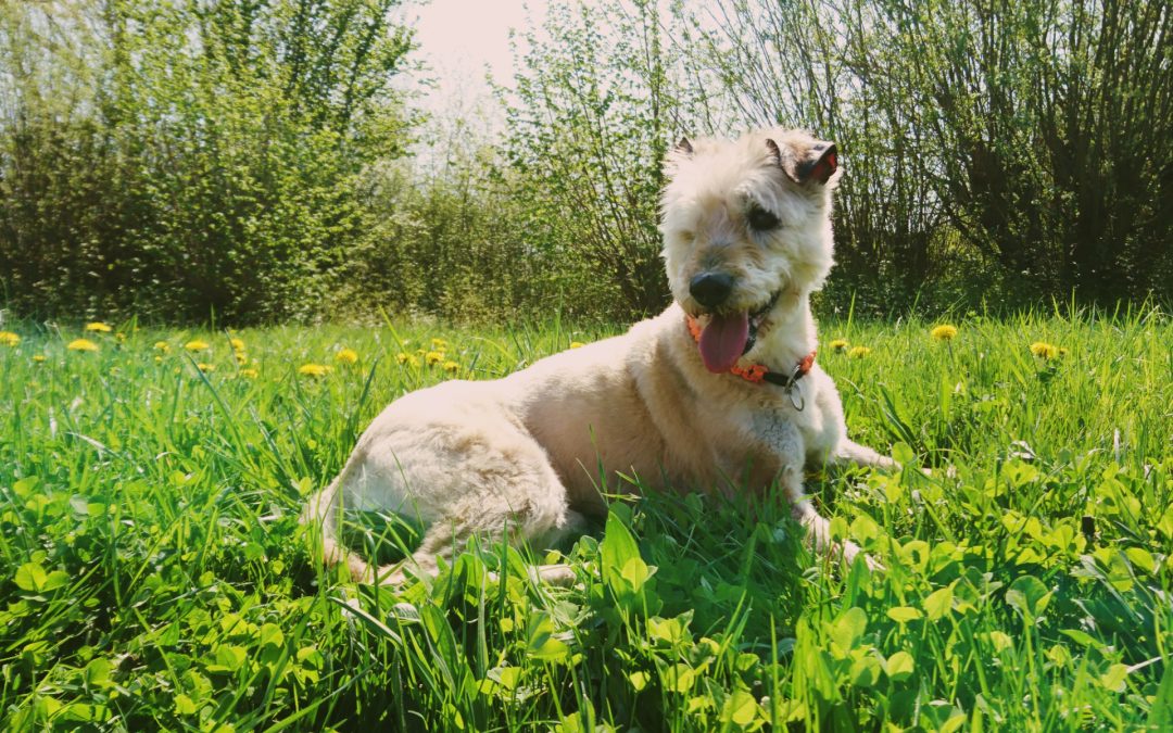 weisremer-hundesalon